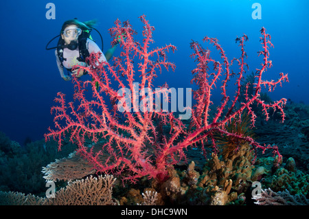 Una femmina di scuba diver esplora il reef Foto Stock