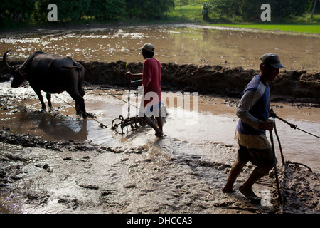 Gli agricoltori filippini drive carabaos mentre si lavora al livello di un campo di riso vicino Mansalay, Oriental Mindoro, Filippine. Foto Stock