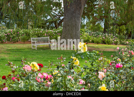 Bellissimo giardino di rose di la Biblioteca di Huntington. Foto Stock