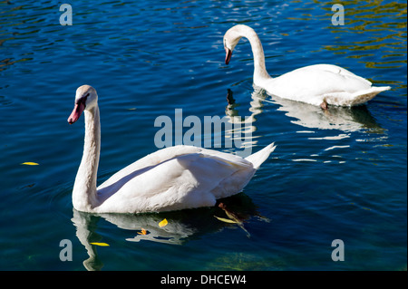 Cigni su Cheyenne Lago, Broadmoor, storico e lussuoso hotel e resort, Colorado Springs, Colorado, STATI UNITI D'AMERICA Foto Stock