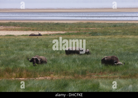 African Cape Buffalo. Savana Buffalo. Syncerus caffer. Lake Manyara National Park. Tanzania, Africa. Una delle Big Five. Foto Stock