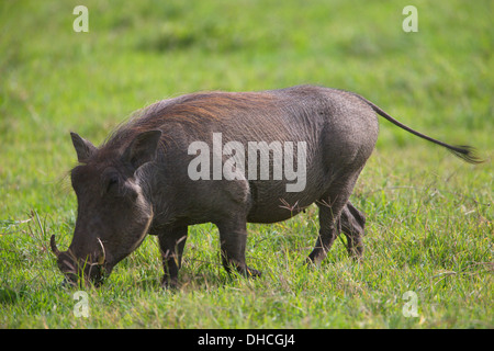 Warthog o comuni o warthog (Phacochoerus africanus) . Warthog. Tanzania, Africa. Foto Stock