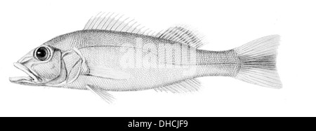 La Cichla ocellaris, comunemente nota come spigola pavone, è una specie di pesci predatori che si trova nel bacino amazzonico. È riconosciuto per i suoi colori vivaci e i suoi caratteristici punti di vista. Foto Stock