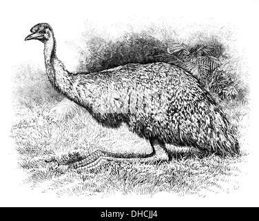 Il Dromaius novaehollandiae, comunemente noto come emu, è un grande uccello senza volo originario dell'Australia. L'uem è nota per le sue gambe lunghe, le sue piume distintive e la capacità di correre ad alta velocità. Questa particolare immagine raffigura il riposo dell'uem. Foto Stock