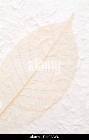 Lo scheletro bruciato foglie fatti a mano su carta di riso Foto Stock
