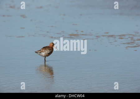 Nero tailed godwit Limosa limosa Foto Stock