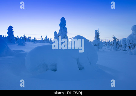 Snow laden abeti, Ruka, Finlandia Foto Stock