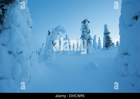 Snow laden abeti, Ruka, Finlandia Foto Stock