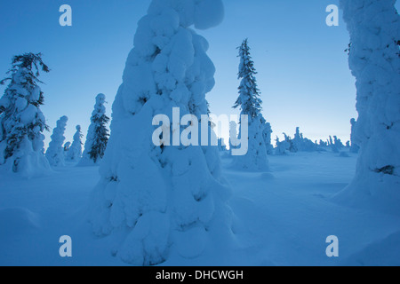 Snow laden abeti, Ruka, Finlandia Foto Stock