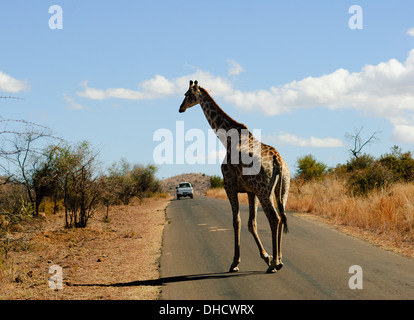 Giraffe attraversare una strada al Parco Nazionale di Pilanesberg in Sud Africa e Africa Foto Stock