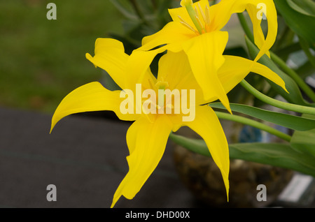 Tulip West Point (giallo) Foto Stock