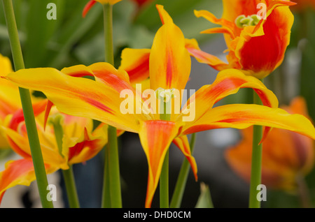 Tulipano Fly Away Foto Stock