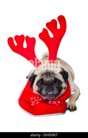 Il beige Pug indossando il natale renne di orecchie e la Bib Foto Stock