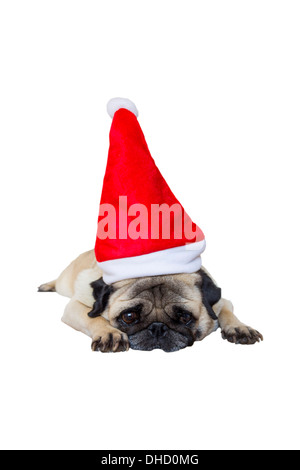 Triste Pug Beige con cappello a Natale Foto Stock