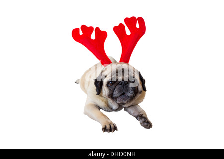 Il beige Pug indossando il natale renne orecchie Foto Stock