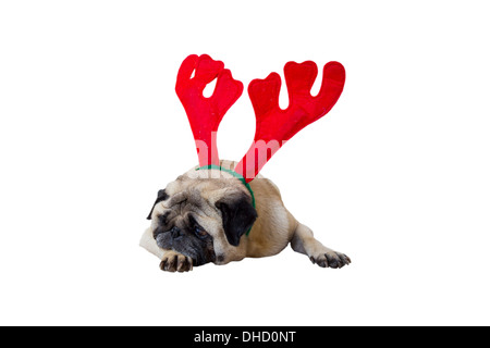 Triste Beige Pug indossando il natale renne orecchie Foto Stock