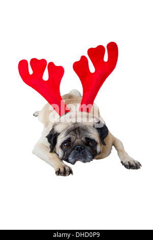 Triste Beige Pug indossando il natale renne orecchie Foto Stock