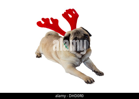 Triste Beige Pug indossando il natale renne orecchie Foto Stock