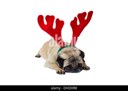 Triste Beige Pug indossando il natale renne orecchie Foto Stock