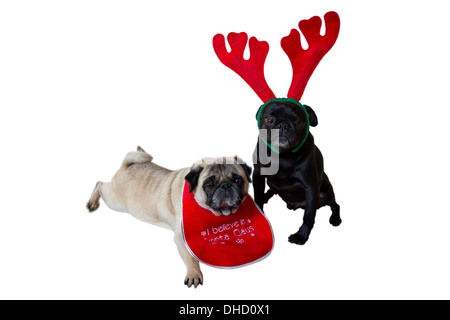 Due Pugs indossando il natale renne di orecchie e la Bib Foto Stock