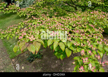 Cornus Kousa Satomi Foto Stock