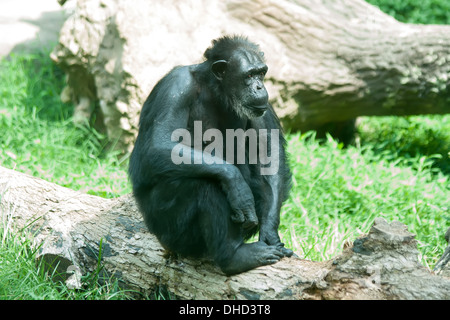 Argento maschio torna gorilla di seduta Foto Stock