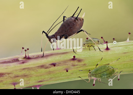 Gli afidi sono piccole sap-aspirazione di insetti, e membri della superfamiglia Aphidoidea. Essi sono tra i più distruttivi pesti di insetto su piante coltivate nelle regioni temperate. Foto Stock