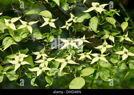 Cornus Kousa Chinenesis Via Lattea Foto Stock