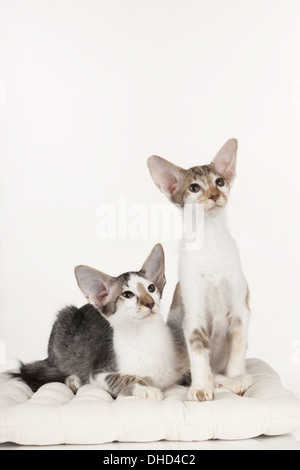 Due oriental shorthair kitten Foto Stock