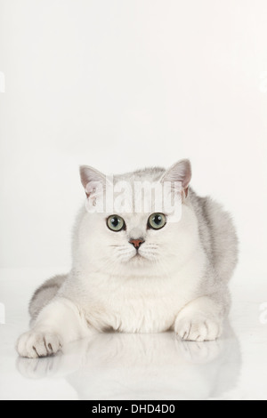 Exotic Shorthair cat isolato su bianco Foto Stock