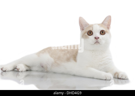 British Shorthair cat Foto Stock