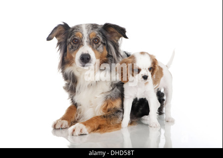 Pastore australiano e King Charles cucciolo Foto Stock