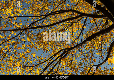 I rami di un Albero dei tulipani stagliano contro il cielo blu e giallo fogliame di autunno. Foto Stock