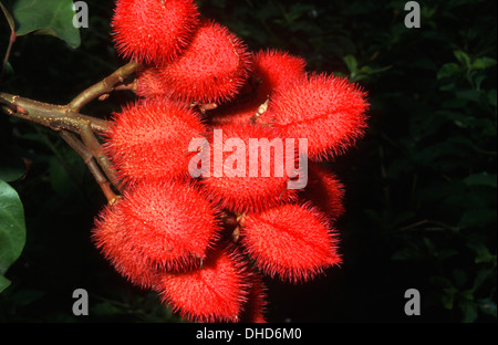 Piante e frutti di urucum, santarem area, stato di para, in Amazzonia, Brasile, Sud America Foto Stock