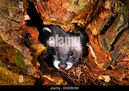 Polecat europea (Mustela putorius) sbirciando al di fuori di un foro Foto Stock