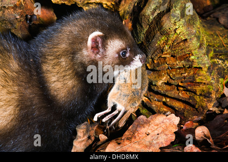 Polecat europea (Mustela putorius) con un mouse Foto Stock