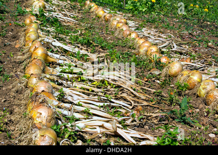 Righe di riparto cresciute le cipolle di essiccazione al sole Foto Stock