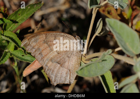 Goatweed Leafwing Foto Stock