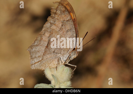 Goatweed Leafwing Foto Stock