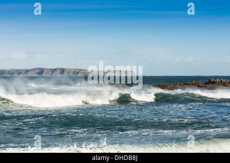 I cavalli bianchi sulla costa North Antrim a Ballycastle Beach County Antrim Irlanda del Nord Foto Stock