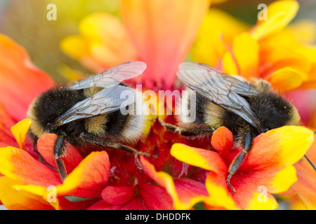 Due bombi su Gaillardia " Arizona Sun' (Blanket fiore) Foto Stock