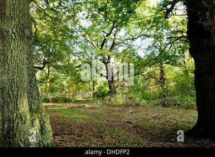 La Foresta di Sherwood, Notts, Regno Unito. Il 7 novembre 2013. In rovere e betulla in un inglese tradizionale con bosco e casa del folklore hero Robin Hood.In splendidi colori autunnali. Credito: Ian Francesco/Alamy Live News Foto Stock