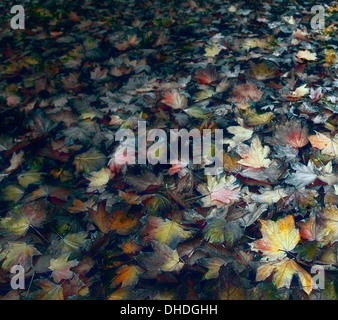 Foglie di giallo, acero di autunno. come sfondo Foto Stock