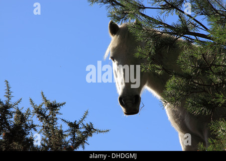 New Forest Pony, retroilluminato blu del cielo. Spazio per la didascalia o titolo Foto Stock