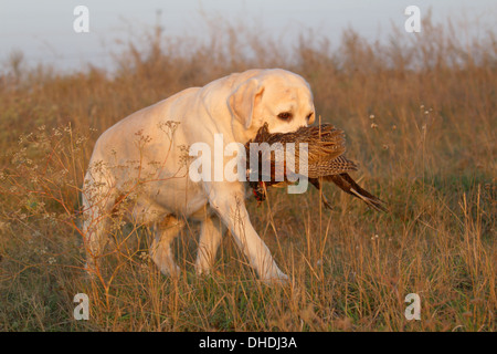 Un giallo di caccia labrador con un fagiano in autunno Foto Stock