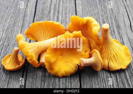 Funghi finferli su sfondo di legno Foto Stock