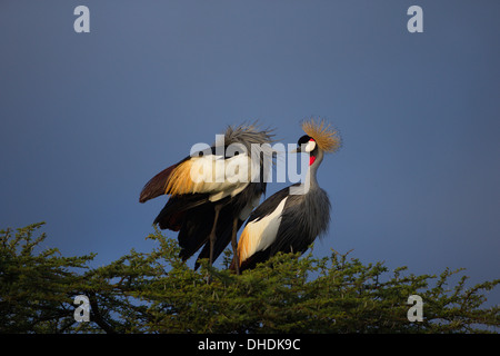 Coppia di Grey Crowned gru (Balearica regulorum) un tp di un albero di acacia. Tanzania, Africa. Foto Stock