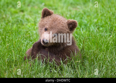 Close up di graziosi Eurasian orso bruno / Europea l'orso bruno (Ursus arctos arctos) cub seduta nella prateria Foto Stock