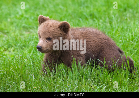 Carino Eurasian orso bruno / Europea l'orso bruno (Ursus arctos arctos) cub a piedi nella prateria Foto Stock