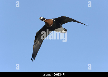 Red-breasted Goose - Branta ruficollis - in volo Foto Stock